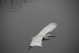 白鹭展翅于水面之上