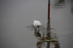 白鹭于水中静立