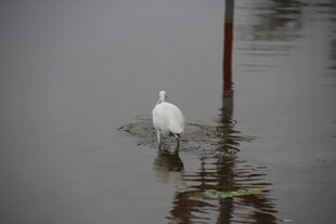 水中白鹭独立