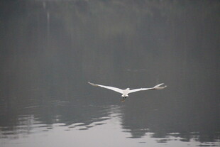 白鹭掠水 雾中灵动瞬间