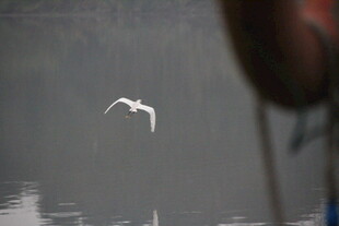 水面飞鸟与模糊背景景象