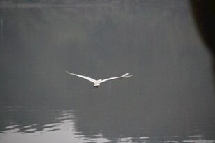 水面独翔的白鸟