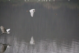 白鹭于湖面之上展翅飞翔