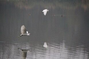 水面上飞翔的几只鸟儿