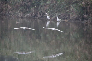 白鹭于水面优雅飞翔