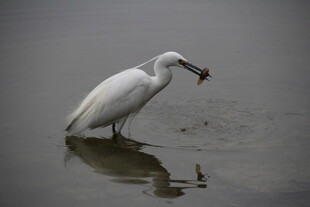 白鹭水中衔鱼瞬间