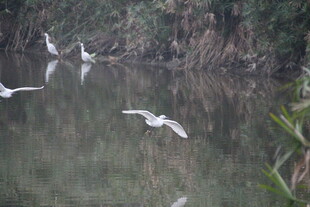 白鹭于水边轻盈飞翔