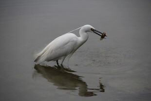 白鹭水中衔鱼瞬间