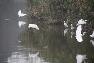 湖畔白鹭栖息于宁静水面
