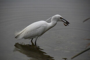 白鹭水中衔鱼一瞬
