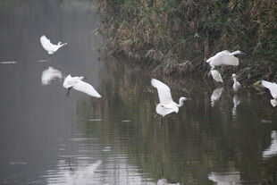 白鹭于湖面翩翩飞舞