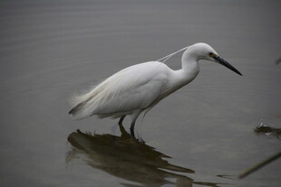 水边站立的白色鹭鸟