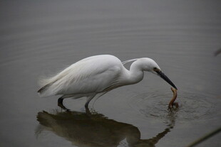 白鹭水中觅食瞬间