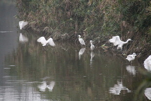水边群鹭起舞