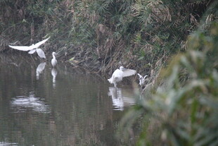 水边白鹭嬉戏图