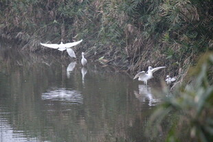 河畔白鹭嬉戏图