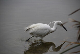 白鹭水中优雅觅食