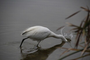 白鹭水中低头觅食瞬间
