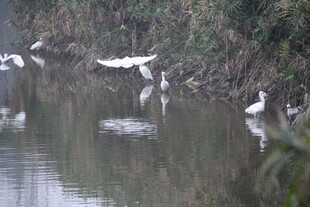 河畔飞鸟嬉戏图
