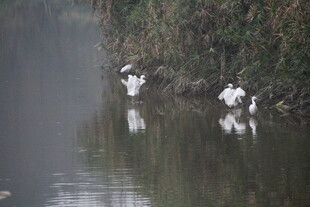 雾中河畔的优雅白鹭