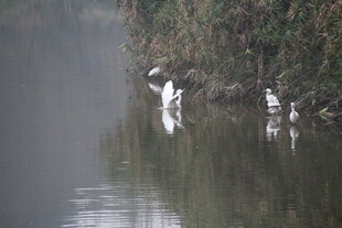 水边鹭鸟栖息的静谧画面