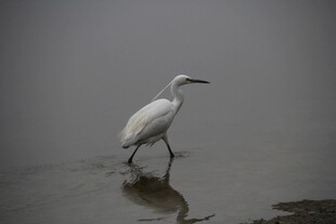 白鹭漫步于水边