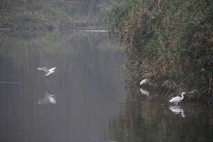 河畔白鹭嬉戏图