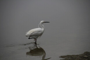 雾中白鹭独立浅滩