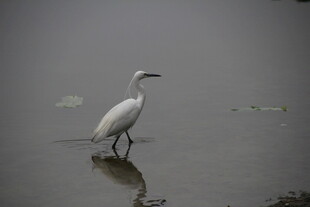 浅滩上的白鹭