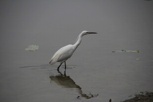 白鹭立于水边