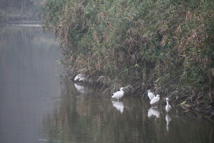 河畔白鹭临水而立