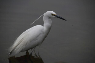 水边伫立的白色鹭鸟
