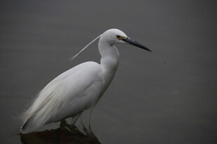 白鹭静立
