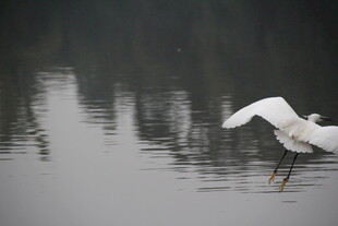白鹭水面展翅瞬间