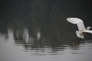 白鹭于水面展翅欲飞