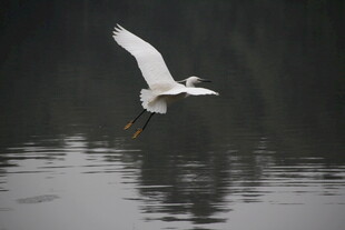 白鹭掠水展翅飞翔