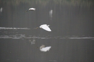 白鹭于水面优雅飞翔