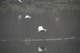 白鹭于湖面优雅飞翔