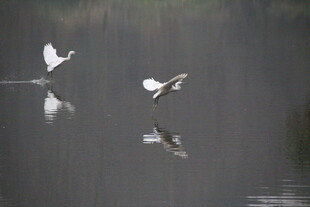水面双飞鸟