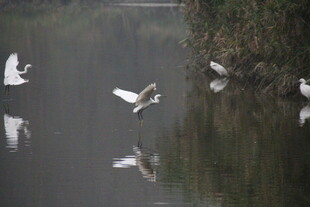 白鹭于水面优雅飞舞