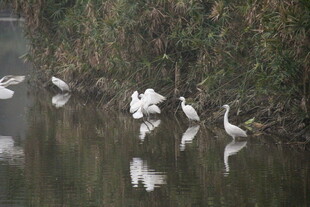 水边白鹭群 倒影相映成趣