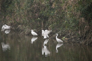 水边白鹭栖息景象