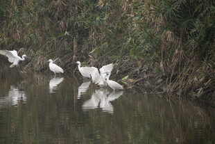 水边白鹭嬉戏图