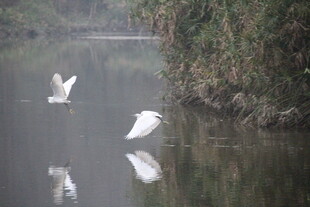 河畔白鹭静立水中倒影