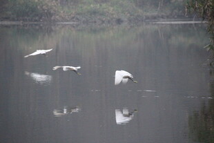 湖面上飞翔的白色鸟儿