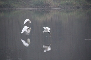 湖面上飞翔的白色鸟儿