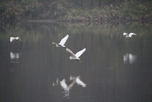 湖面上飞翔的优雅白鹭