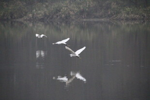 白鹭于湖面优雅飞翔
