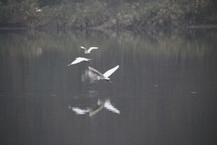 水面飞鸟倒影如画