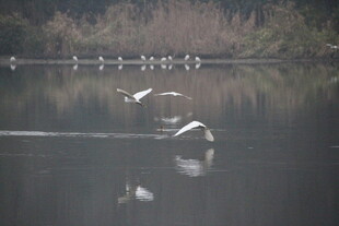 湖面飞鸟倒影美丽瞬间